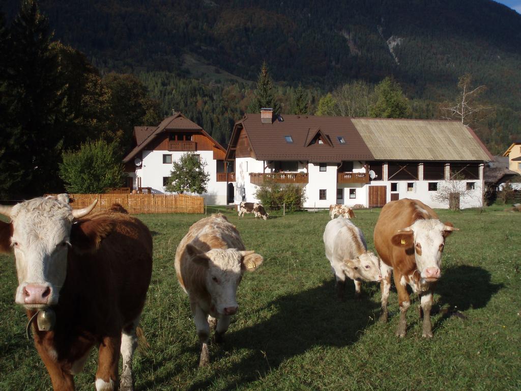 Farm Kosir *