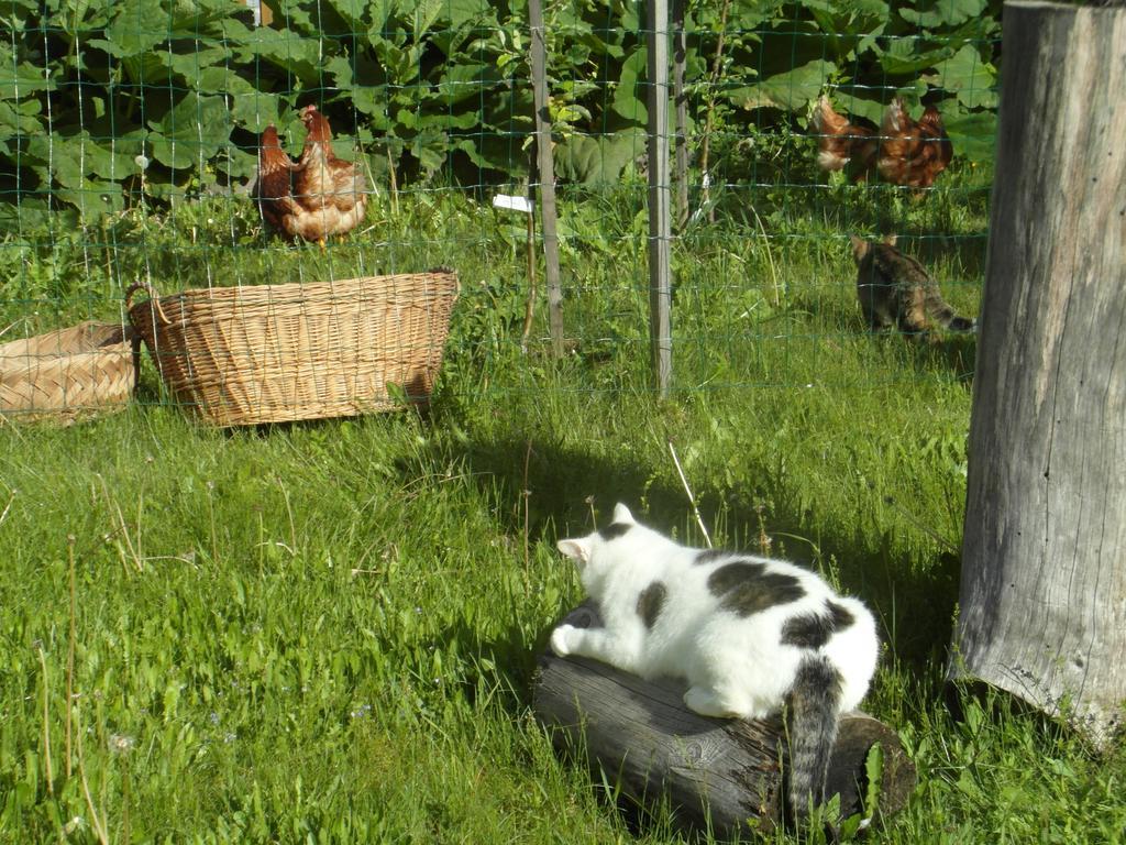 Farm Kosir Bauernhof